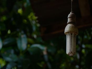 Close-up of plants hanging on tree