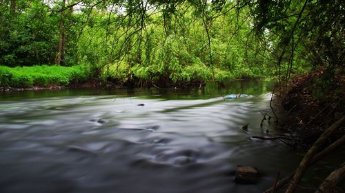 Reflection of trees in water