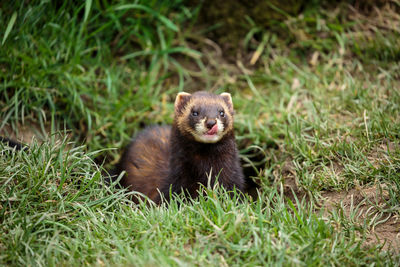 Ferret on field