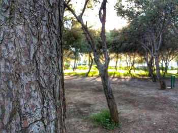 Close-up of tree trunk against the sky