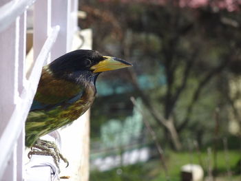 Close-up of bird perching on railing