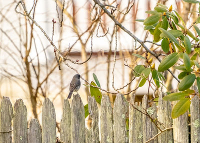 Bird perching on a wooden fence