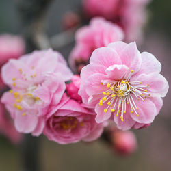 Close-up of bee on pink flower