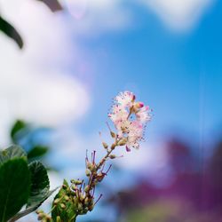 Close-up of flowers against blurred background