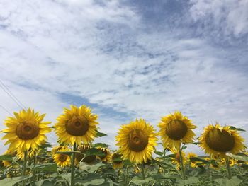 Close-up of sunflowers against sky