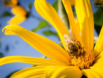 Close-up of bee pollinating on yellow flower