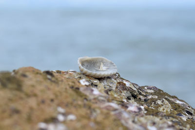 Close-up of lizard on rock