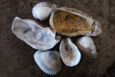 Close-up of seashell