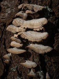 Close-up of mushrooms growing on tree trunk