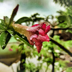 Close-up of wet pink rose