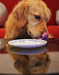 Close-up of golden retriever