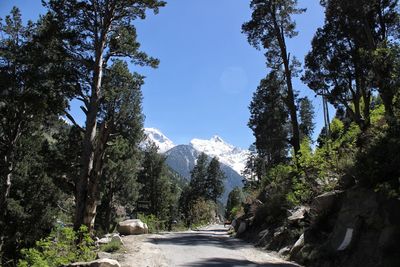 Road amidst trees in forest against sky