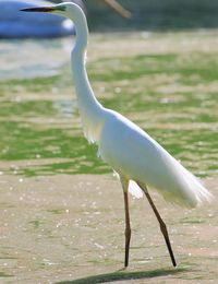 Side view of a bird on water