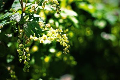 Close up of flowers on branch