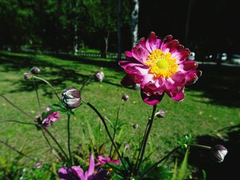 Close-up of flowers blooming outdoors