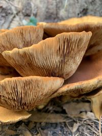 Close-up of mushroom growing on field