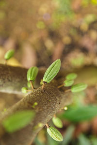 Close-up of insect on leaf