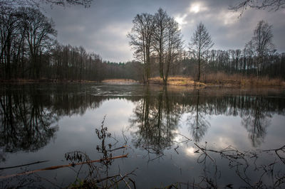 Reflection of trees in lake