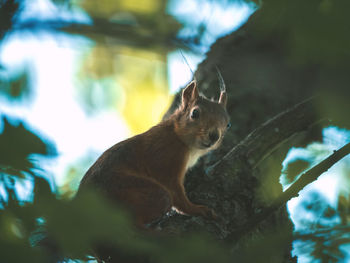 Close-up of squirrel on tree