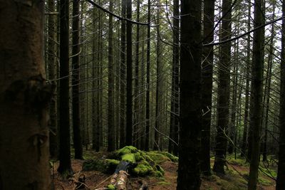 Trees in forest