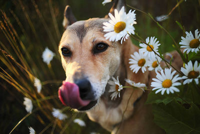 Close-up of dog with flower