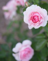 Close-up of pink rose