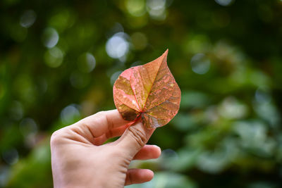 Close-up of hand holding maple leaf during autumn