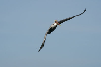 Low angle view of seagull flying