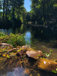 Scenic view of lake amidst trees in forest