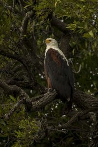 Low angle view of eagle perching on tree