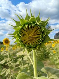 Close-up of yellow flowering plant