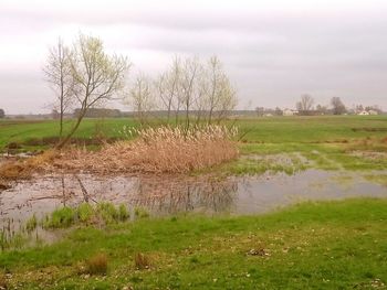 Scenic view of grassy field against sky