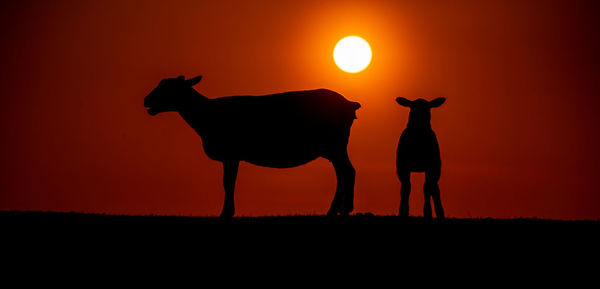 Silhouette of horse on field during sunset