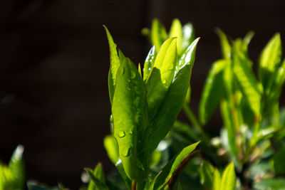 Close-up of fresh green plant