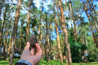Cropped hands of person holding pine cone in forest