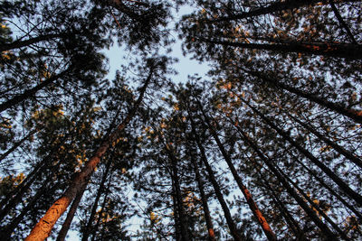 Low angle view of trees against sky