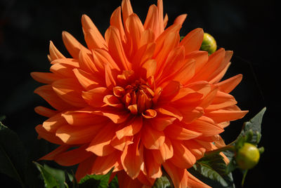 Close-up of orange dahlia