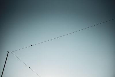 Low angle view of bird perching on cable