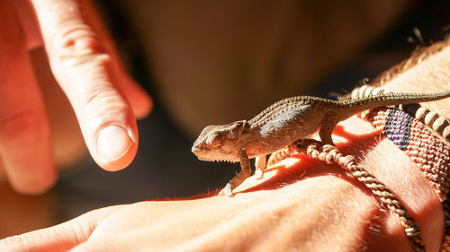 Close-up of hand holding squirrel