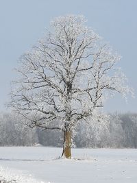 Bare tree on snow covered landscape