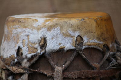 Close-up of lizard on wood