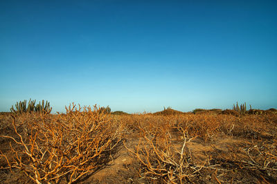 Scenic view of landscape against clear blue sky