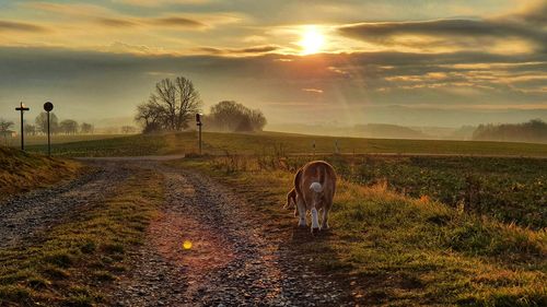 View of horse on field during sunset