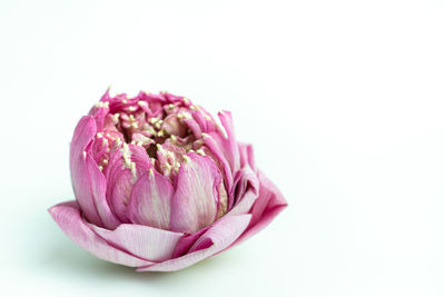 Close-up of pink rose against white background