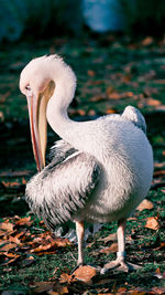 Close-up of pelican on field