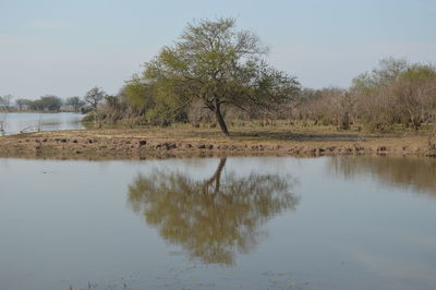 Scenic view of lake by trees against sky