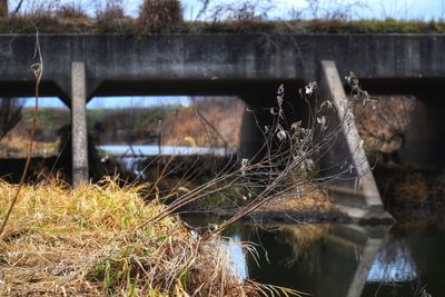 Close-up of blurred background