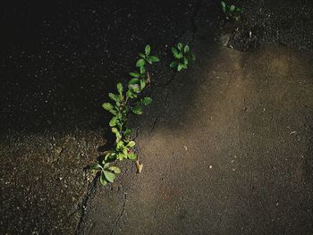 Close-up of plant at night