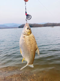 View of fish hanging from fishing rod