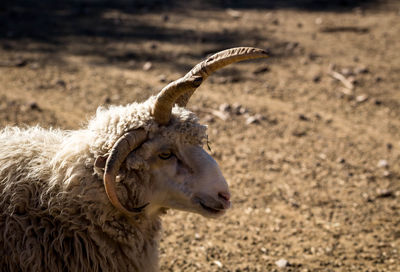 Close-up of a horned lamb on field